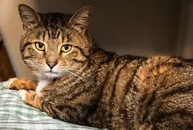 emeis lemeraude chat