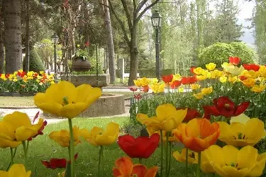 clinique soleil cerdan fleurs